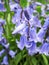 Bright attractive fresh colorful Common Bluebell blossom flowers in beautiful bloom in 2020