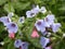 Bright attractive fresh colorful Pulmonaria lungwort blossom flowers in beautiful bloom in 2020