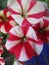 Bright attractive fresh red white stripes colorful Petunia flowers close up