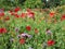 Bright attractive fresh serene landscape colorful poppy flowerbed 2020