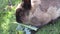 Bright attractive gray black young bunny rabbit feeding on delicious kale veggies  2020