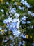 Bright attractive little blue forget-me-not flowers blooming in the field 2020
