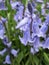 Bright attractive many Common Bluebell blossom flowers close up 2020