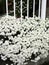 Bright attractive many white Candytuft blossom flowers growing