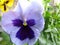 Bright attractive nature dainty blue and white pansy flowers blooming
