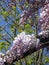 Bright attractive nature dainty colorful white and purple Japanese Wisteria flowers blooming in spring