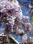 Bright attractive nature dainty colorful white and purple Japanese Wisteria flowers blooming in spring 2019