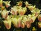 Bright attractive nature dainty colorful yellow and pink tulip flowers blooming in spring