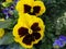 Bright attractive nature dainty yellow pansy flowers blooming in summer 2019