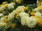 Bright attractive nature dainty yellow rose flowers blooming in summer 2019