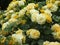 Bright attractive nature dainty yellow rose flowers blooming in summer 2019