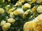 Bright attractive nature dainty yellow rose flowers blooming in summer 2019