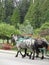 Bright attractive pair of charming carriage horses at Stanley Park 2020