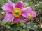 Bright attractive pink Japanese Anemone Wind flower blooming in autumn