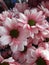 Bright and attractive pink-white colored bouquet daisies