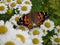 Bright attractive resting Painted Lady butterfly on colorful Marguerite Daisy flowerbed 2020