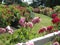 Bright attractive rose flowers blooming in summer at Queen Elizabeth Park Rose Garden