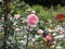 Bright attractive rose flowers blooming in summer at Stanley Park Rose Garden 2019