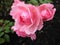 Bright attractive Royal Bonica rose blossom flowers in bloom in Canada at Queen Elizabeth Park