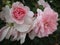 Bright attractive Royal Bonica rose blossom flowers in bloom in Canada at Queen Elizabeth Park