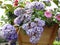 Bright attractive springtime light blue Petunia flowers close up 2019