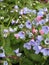Bright attractive sweet blue Pulmonaria lungwort flowers in bloom in Canada 2020