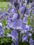 Bright attractive sweet colorful Common Bluebell blossom flowers blooming in springtime 2020