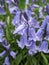 Bright attractive sweet purple violet Common Bluebell blossom flowers blooming in Spring