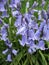 Bright attractive sweet purple violet Common Bluebell blossom flowers blooming in Spring