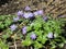 Bright attractive sweet purple violet Grecian windflower Anemone Blanda blossom flowerbed blooming in spring 2021