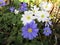 Bright attractive sweet purple violet Grecian windflower Anemone Blanda blossom flowerbed blooming in spring 2021