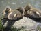 Bright attractive sweet triplet baby ducklings together in Canada 2020