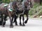 Bright attractive tour carriage horses trotting on in the road at Stanley Park 2020