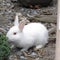 Bright attractive white baby bunny rabbit having some kale veggies