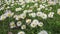 Bright attractive white Common Daisy flowers close up 2019