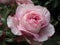 Bright attractive white and pink rose flower blooming in summer at Stanley Park Rose Garden