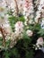 Bright attractive white Tiarella heartleaf foam flower in spring 2020