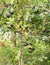 bright autumn background leaves and fruits of chokeberry Bush