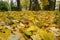 Bright autumn. Beautiful autumn landscape with yellow trees, sun and colorful foliage in the park. Autumn scene. Indian summer