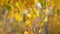 Bright autumn birch leaves