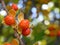 Bright autumn blur background of colorful orange berries celastrus close up