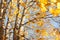 Bright autumn branches of a maple tree on blue sky background with sitting squirrel