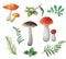 Bright autumn collection of edible mushrooms: chanterelle, boletus, orange-cap boletus and autumn forest plants.