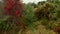 Bright autumn colors on trees in soft autumn light