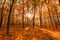 Bright Autumn Forest During Beautiful Sunset Evening. Sun Sunlight Through Woods And Trees In Autumn Forest Landscape