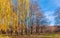 Bright autumn landscape.Young oaks with fallen leaves, willow with bright yellow leaves.