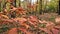 Bright autumn leaves on branches in the forest. Beautiful autumn landscape