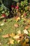 Bright Autumn leaves lying on fresh green grass,in front of red garden flowers,Hampshire,United Kingdom