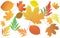 Bright autumn leaves - vector