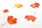 Bright autumn maple leaves scattered on white background